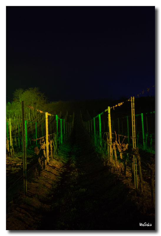 Weinbergnacht 2012 - Die Rebe 2