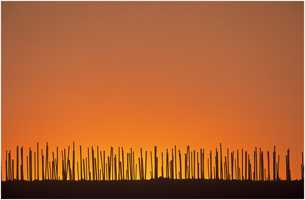 Weinbergpfähle im Abendrot