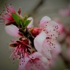 Weinbergpfirsichblüte