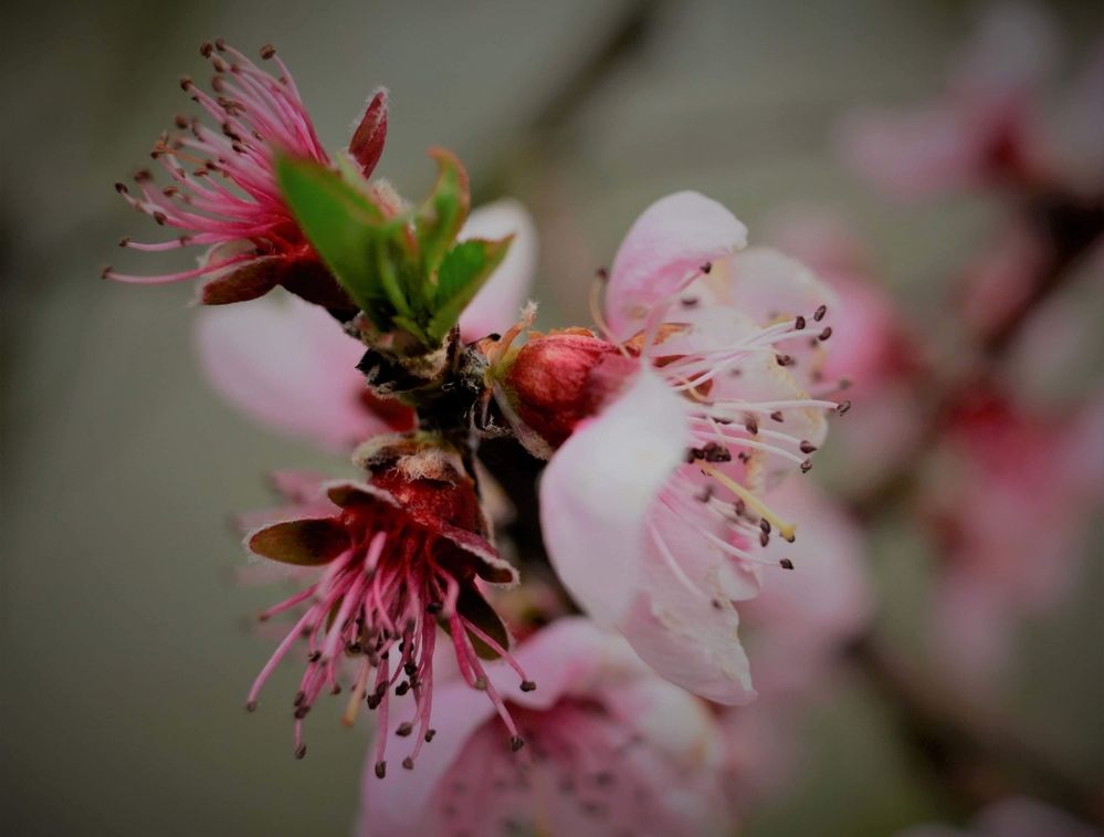 Weinbergpfirsichblüte