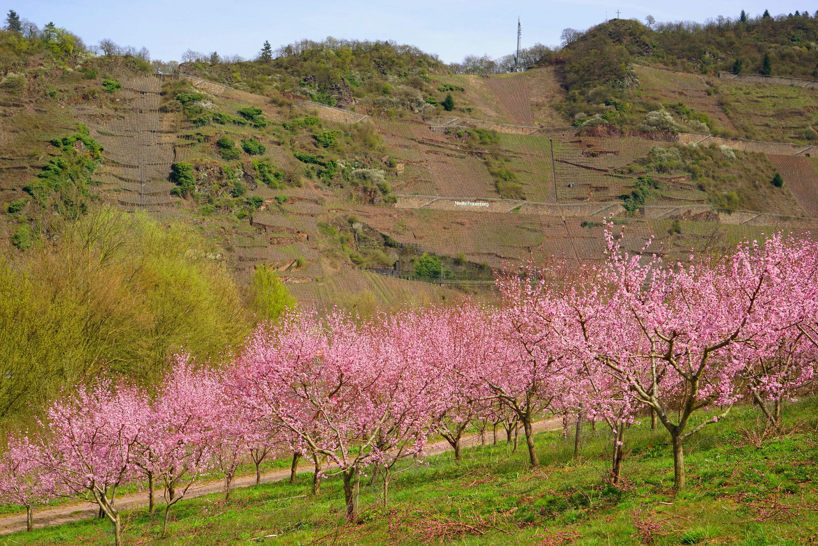 Weinbergpfirsichblüte an der Mosel