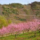 Weinbergpfirsichblüte an der Mosel