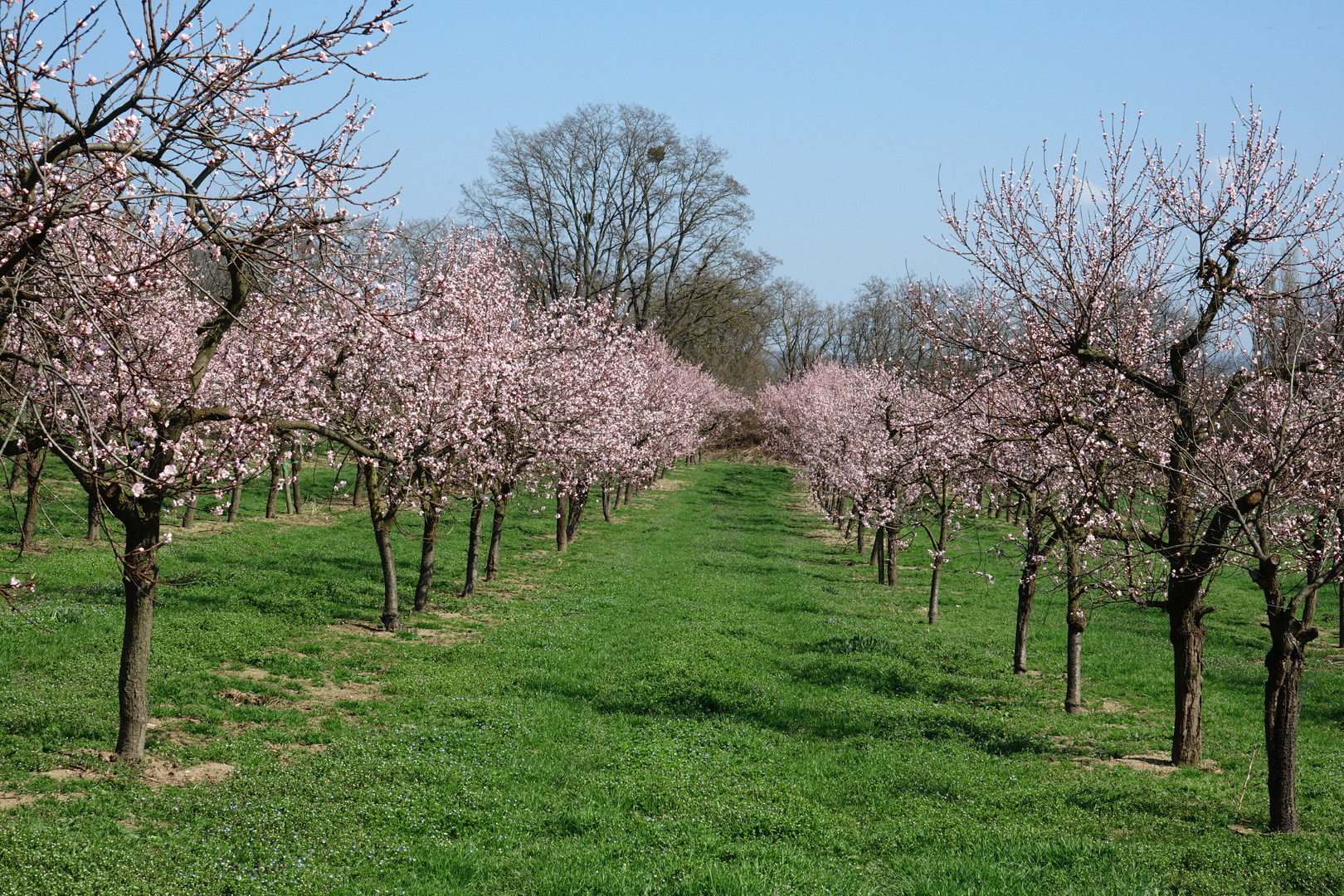 Weinbergpfirsichblüte