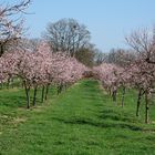 Weinbergpfirsichblüte