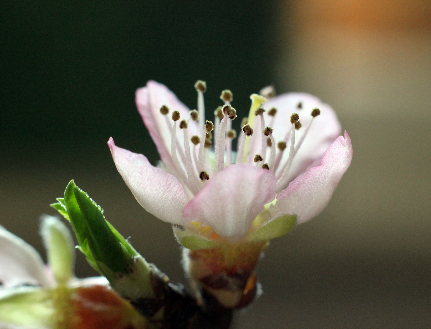 Weinbergpfirsichblüte