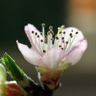 Weinbergpfirsichblüte