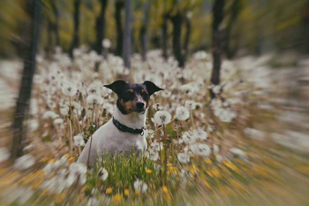 Weinbergpusteblumenhund