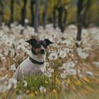 Weinbergpusteblumenhund