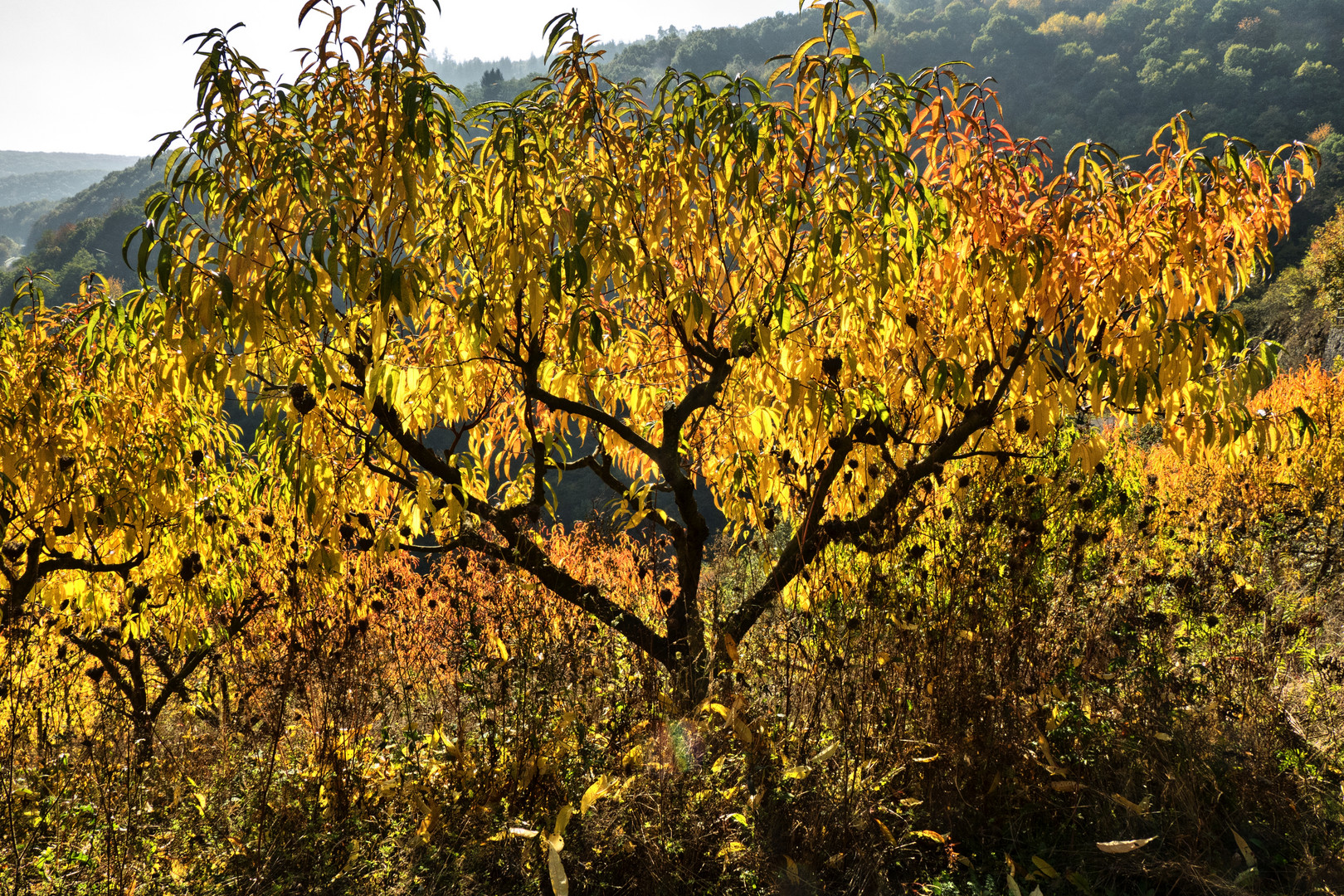 Weinbergs-Pfirsich an der Mosel