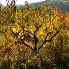 Weinbergs-Pfirsich an der Mosel