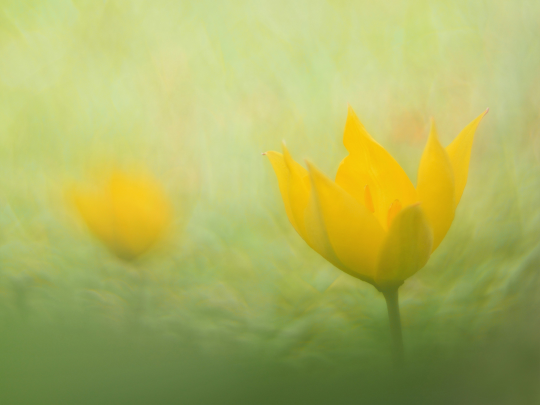 Weinbergs-Tulpe (Tulipa sylvestris) 