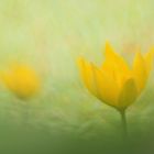 Weinbergs-Tulpe (Tulipa sylvestris) 