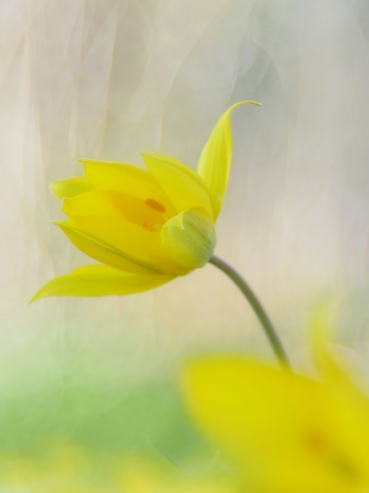 Weinbergs-Tulpe (Tulipa sylvestris) 