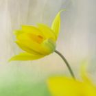 Weinbergs-Tulpe (Tulipa sylvestris) 