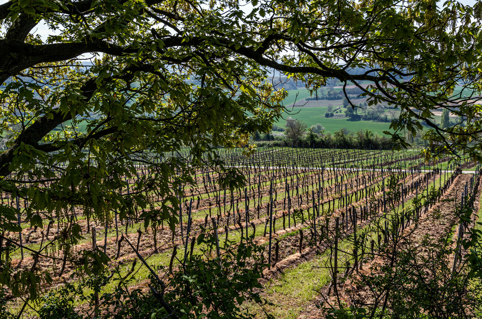 Weinbergsblick