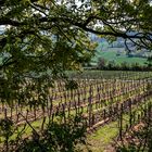 Weinbergsblick