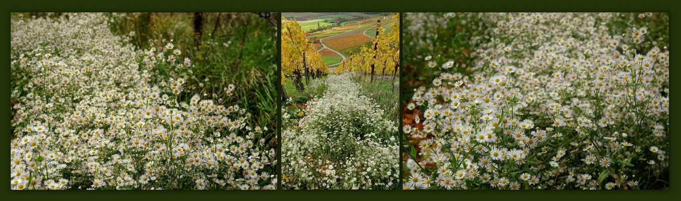Weinbergsblüten ...