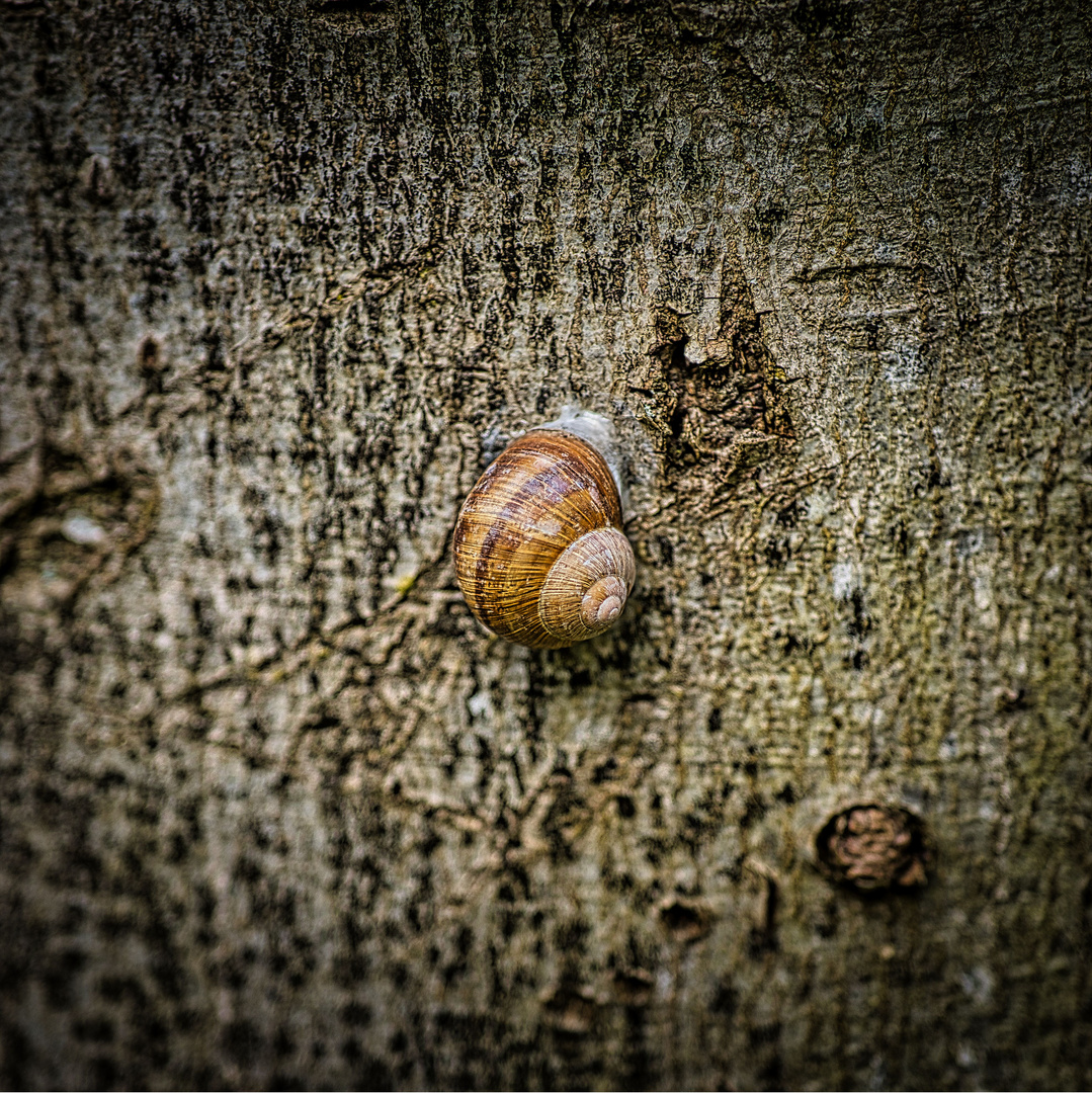 Weinbergschnecke