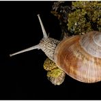 WEINBERGSCHNECKE 01