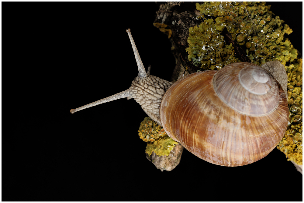 WEINBERGSCHNECKE 01