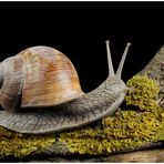 WEINBERGSCHNECKE 02