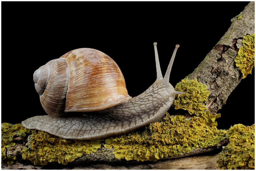 WEINBERGSCHNECKE 02