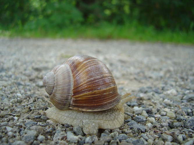 Weinbergschnecke