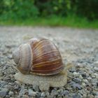 Weinbergschnecke