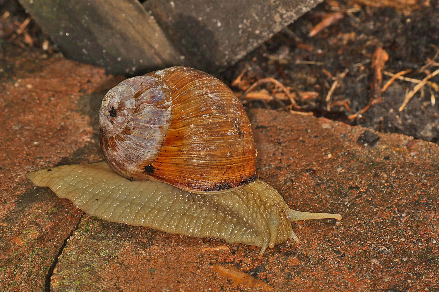 Weinbergschnecke