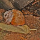 Weinbergschnecke