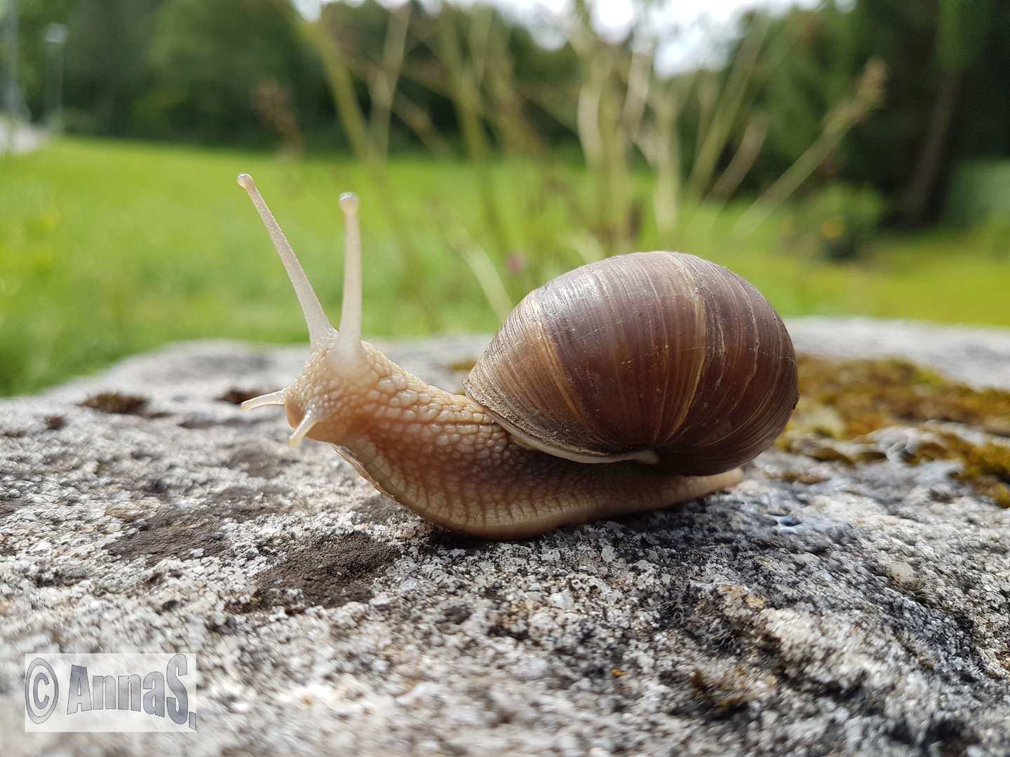 Weinbergschnecke