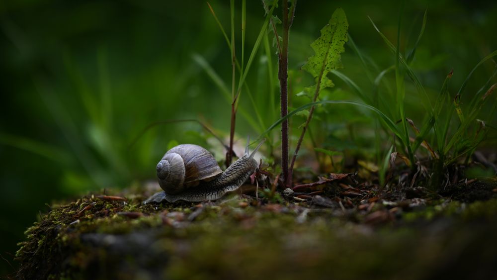 Weinbergschnecke