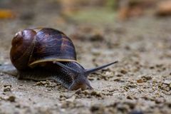 Weinbergschnecke