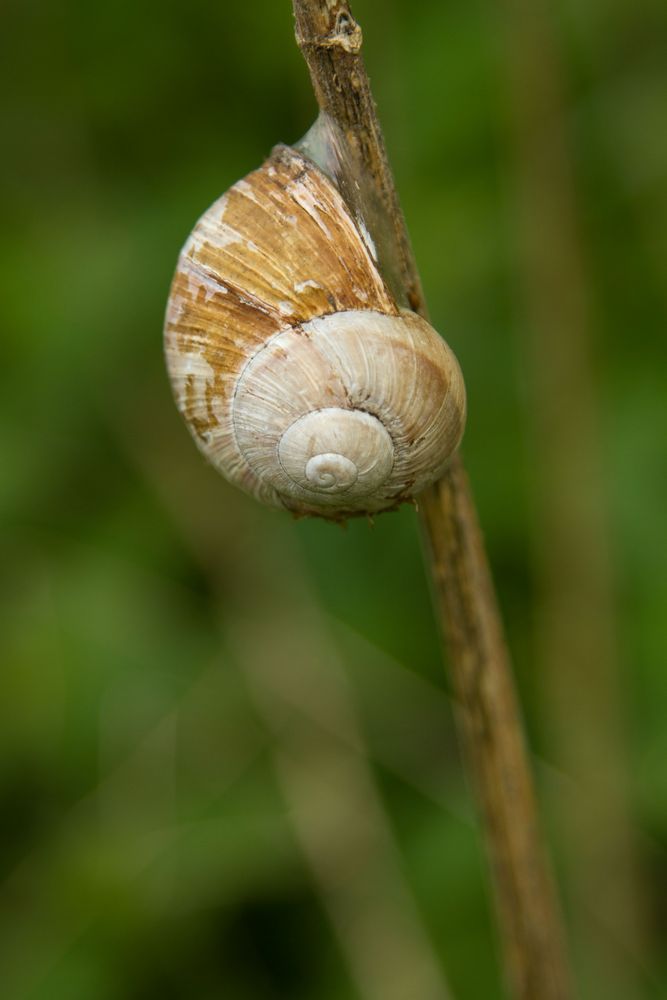 - WEINBERGSCHNECKE -