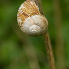 - WEINBERGSCHNECKE -