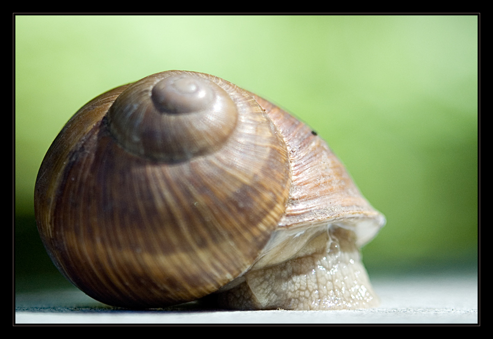 Weinbergschnecke