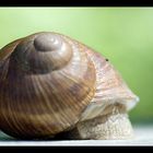 Weinbergschnecke