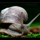 Weinbergschnecke