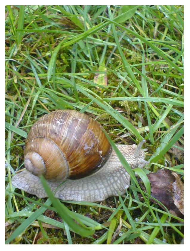 Weinbergschnecke