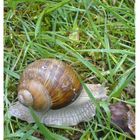 Weinbergschnecke