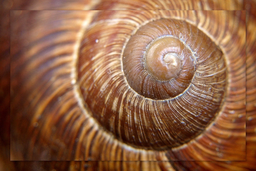 Weinbergschnecke