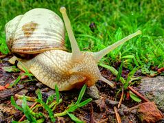 Weinbergschnecke