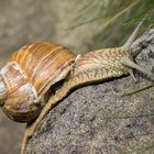 Weinbergschnecke