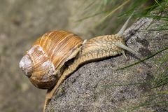 Weinbergschnecke