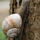 Weinbergschnecke??