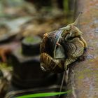 Weinbergschnecke 1