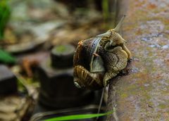 Weinbergschnecke 1