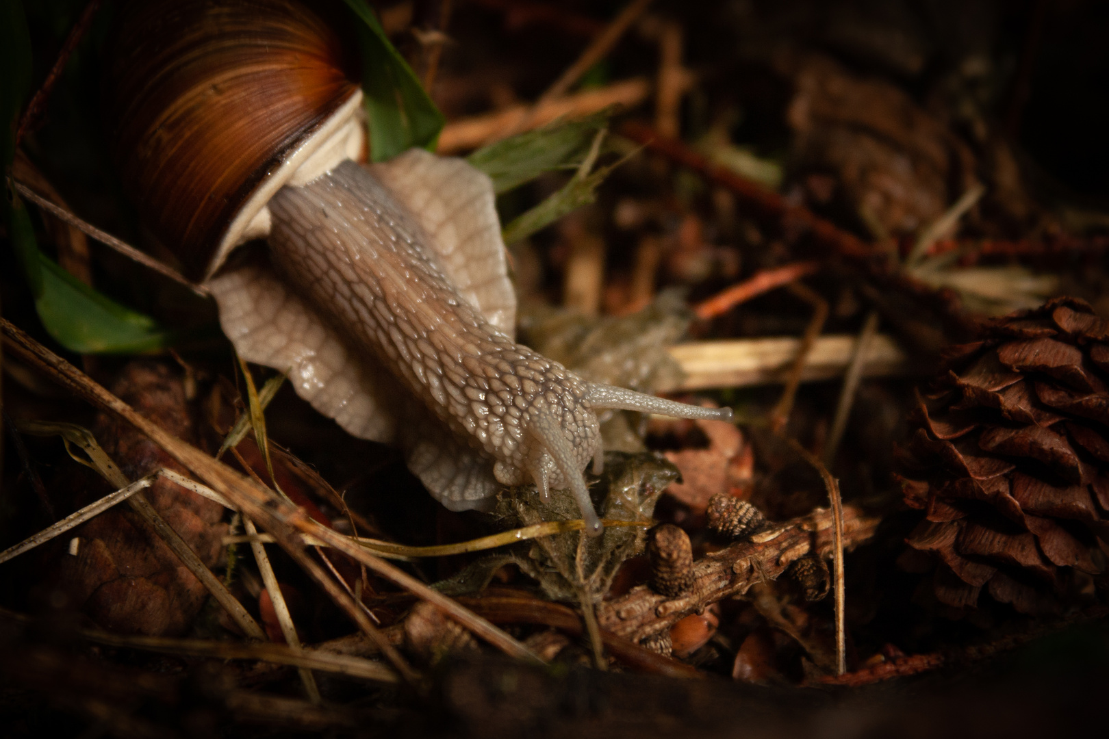 Weinbergschnecke #1