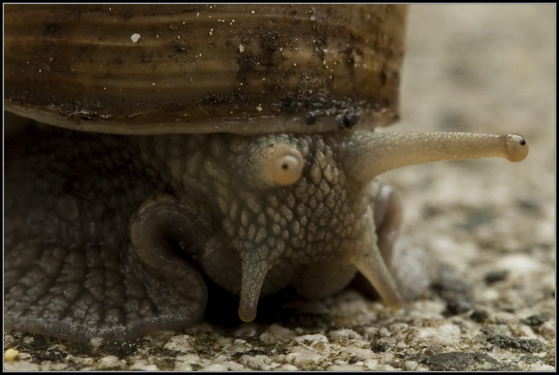 Weinbergschnecke (1)