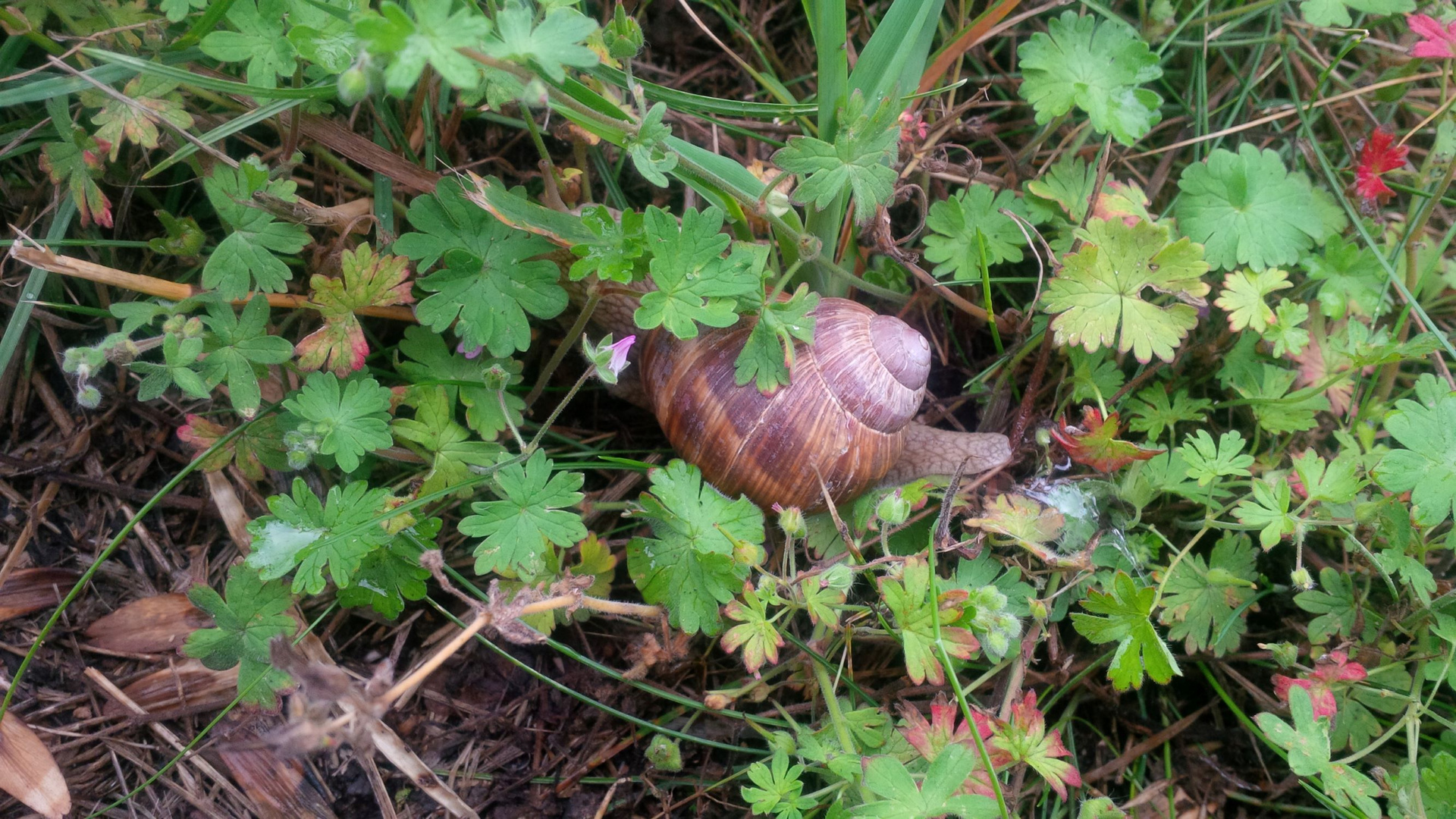 Weinbergschnecke